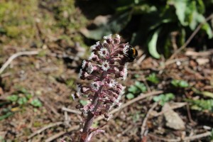 Petasites hybridus (4) (1200 x 800)